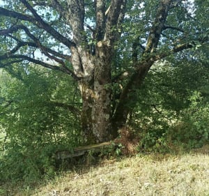 Le Calvaire, par la Tuilerie et le Bois Mathieu - Rambervillers - 2