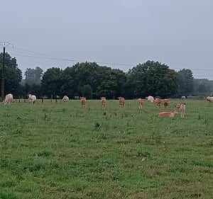 Balade à la campagne et sur voie réhabilitée à Citerne - Citernes - 2
