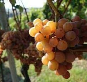 Circuit dans les vignes au nord de Colmar - Colmar - 2