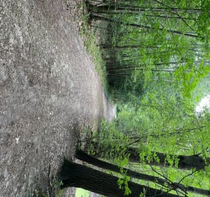 Balade agréable dans la forêt de Gros Bois - Andreanne - 3