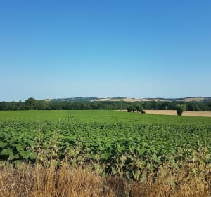Sortie au milieu des tournesols en Occitanie - Ambres - 2