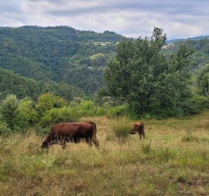 Balade entre chataignier, pommiers et cerisier - Les Ollières-sur-Eyrieux - 2