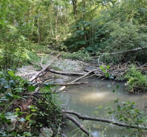 Balade sur le sentier du moulin de la Serpe - Sciez - 2