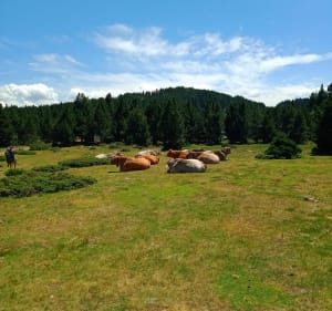Lac des Bouillouses : Petite boucle des étangs du Carlit - Angoustrine-Villeneuve-des-Escaldes - 2