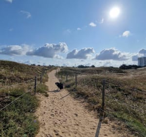 Tussen het bos van Pays de Monts en het strand van Davière - Saint-Jean-de-Monts - 2