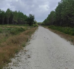 Boucle dans la forêt du Pouch - Carcans - 2