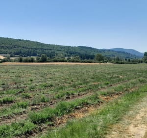 Chemin des lavandes - Sault - 3