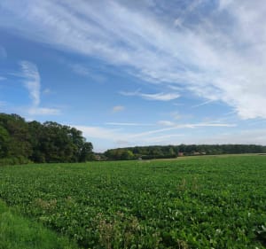 Balade en forêt de Châteauneuf et hameaux du Thymerais - Thimert-Gâtelles - 2