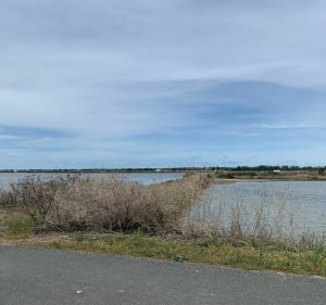 Saint-Clément-des-Baleines à vélo - Les Portes-en-Ré - 2