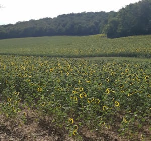 Depuis Mercurey, le Bois de Sarre en passant par Aluze - Mercurey - 2