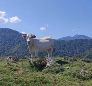 Beklimming van de Tucou in Bagnères-de-Bigorre - Bagnères-de-Bigorre - 2