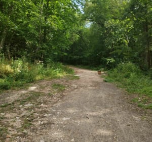 Belle promenade entre forêt et ville depuis Meudon - Clamart - 2