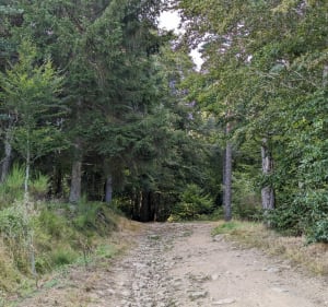 Boucle au Col des Limites - Saint-Anthème - 2