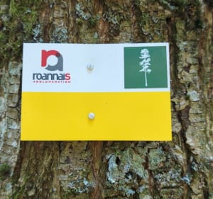 Forêt des Grands Murcins - Boucle Sequoia - Renaison - 2