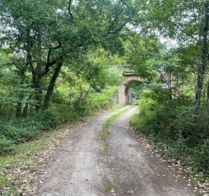 Balade à Lesgor, dans la magnifique forêt des Landes ️par Montarapin - David - 2