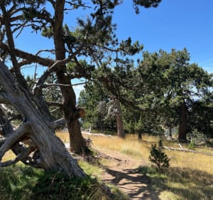 Paysages du Mont Llaret jusqu’au bas des Angles - Les Angles - 2