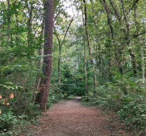 Balade au départ du bois de Savis - Castres-Gironde - 2