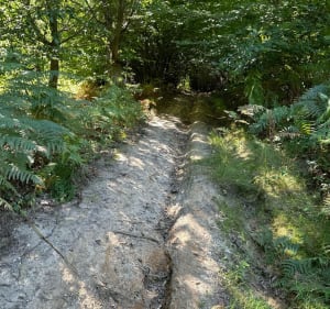 Forêt de la Londe depuis le château Robert le Diable - Moulineaux - 3