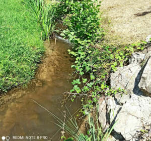 Lherm, bois des escoumes, La Pielle - Véronique - 4