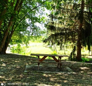 Lherm, bois des escoumes, La Pielle - Véronique - 3