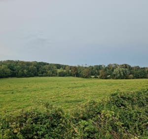 Balade au bois de Rinxent - Rinxent - 2