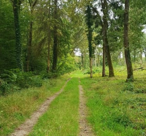 Petite boucle en forêt domaniale de Vauluisant - Charlotte - 3