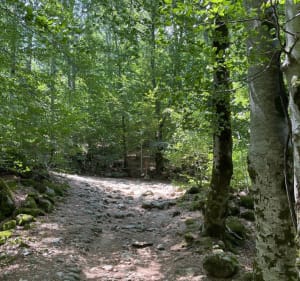 VTT forêt Corse Vizzavone - Vivario - 2
