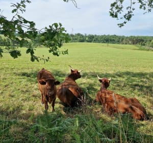 Van Pleaux tot Nozières - Pleaux - 2