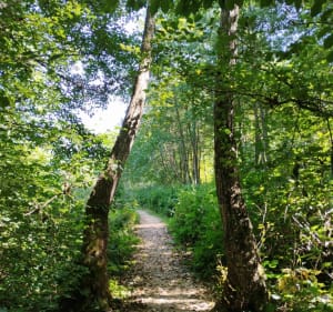 Sentier de découverte Marais du Maravant - Saint-Paul-en-Chablais - 2
