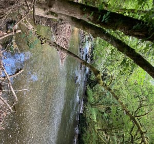 Le long de L’ Auvézère - Génis - 2