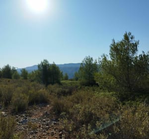 Allauch ancien chemin de Cadolive - Allauch - 2