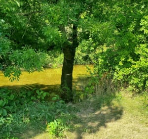 Entre Saône et Tille - Les Maillys - 2