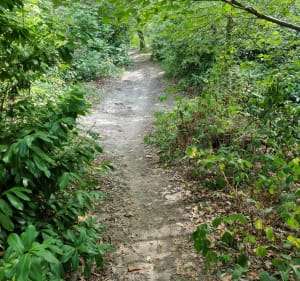 Promenade en forêt de Maurepas et Bassin de la Courance - Jouars-Pontchartrain - 5