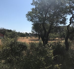 Au rythme des cigales à Roquebrune-sur-Argens - Stéphanie - 2