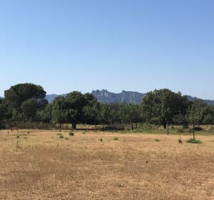 Au rythme des cigales à Roquebrune-sur-Argens - Roquebrune-sur-Argens - 2