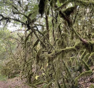Naar de Lantouy-kloof vanuit Cajarc - Cajarc - 2