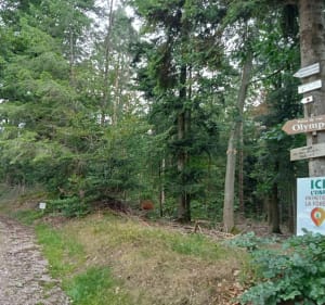 Épinal et Parc du Cours vers Tête de Bénaveau - BETTINA - 4