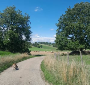 La Gaillarde, balade en campagne - Diane - 3