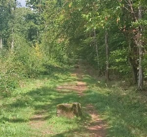 Off road secteur Mackwiller-Adamswiller - Mackwiller - 2