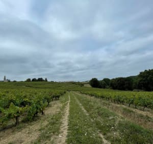 Boucle dans le vignoble Nantais - Rezé - 2