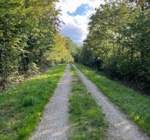 Biding vers Cappel à travers forêt et champs - Biding - 2