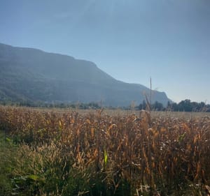 Trail du Buis 2023 en marche nordique - La Buisse - 2
