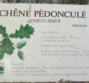 Forêt de Mackwiller et vieux chêne Rimsdorf - Ludo - 3