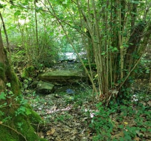 Balade tranquille en forêt près de Cerelles - Cerelles - 2
