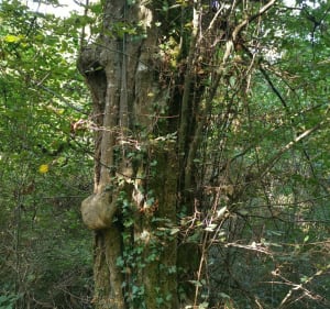 Balade tranquille en forêt près de Cerelles - Christophe - 3