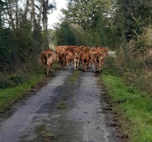 La mâchoire du loup à Moncoutant - Moncoutant-sur-Sèvre - 2