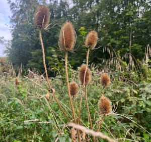 Boucle en forêt au départ du stade de Gravelotte - Gravelotte - 2