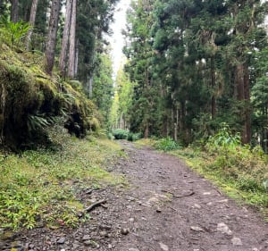 Montée au Piton des Neiges depuis Hell bourg Via Cap anglais - Salazie - 5