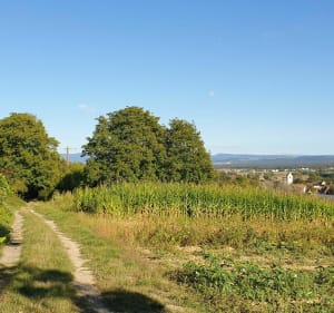 Belle vue sur la Suisse depuis Zimmersheim - Riedisheim - 2