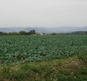 De Francheleins à Messimy en passant par Lurcy et Montmerle - Francheleins - 2